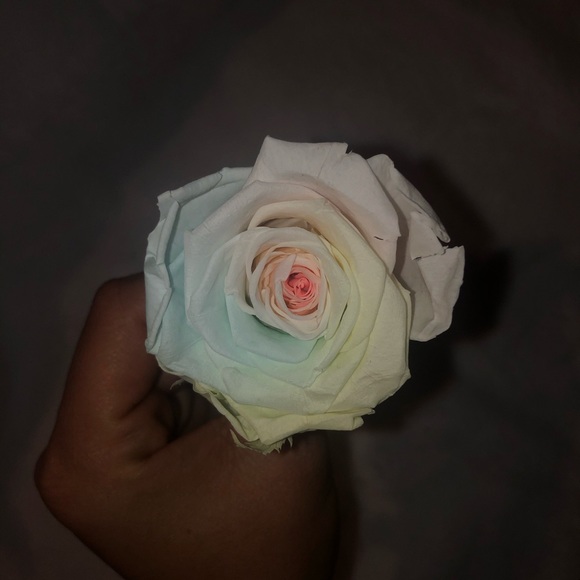 Forever Rose - Picture 3 of 7